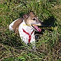 Parson._ Jack_ Russell_ Terrier4(3)